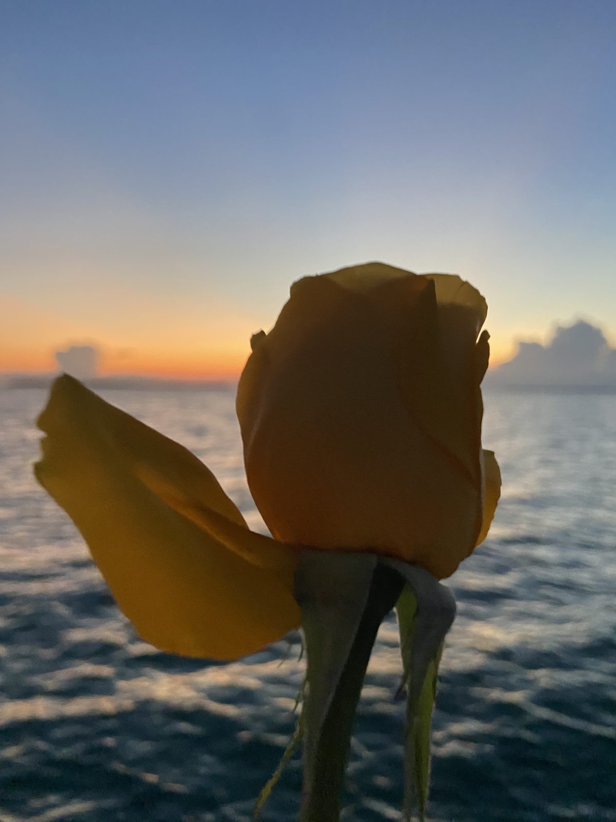 A single yellow rose held against a calm Florida Keys sunset at sea
